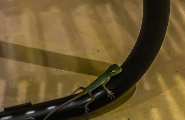 The Mugatiya - Foto 25