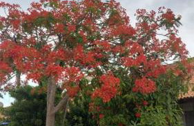 Casa da Vovó Irene - Foto 19