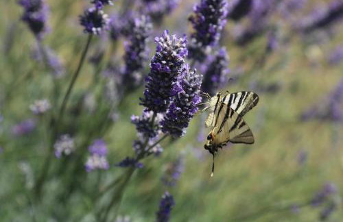 Apartment Drazan - Foto 60