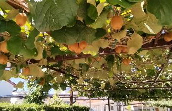 Apartment Marijana - Photo 9