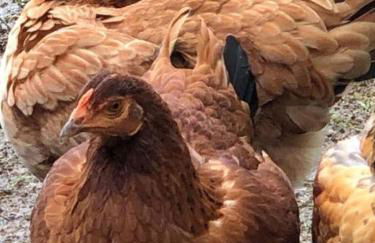 Chalé rural- hospedagem e experiência! - Foto 2