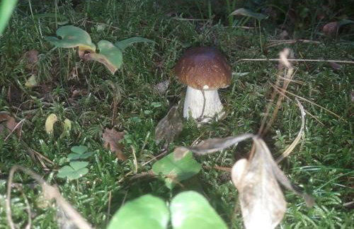 Komfortowy dom wakacyjny dla kilku rodzin - Foto 23