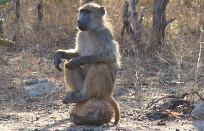 Kruger Cottage - Foto 36