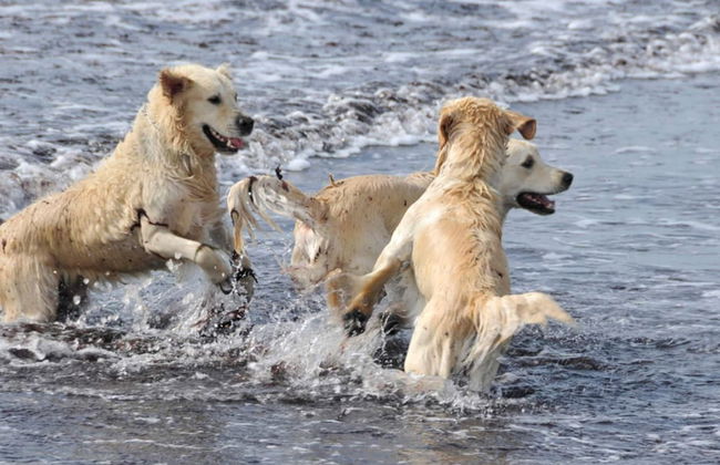 8 Person Holiday Home in Bagenkop - Foto 7