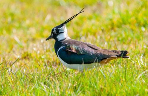Carrs Cottage, Westgate in WEARDALE - Photo 33