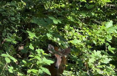Modern Mountainside Cabin - Photo 25