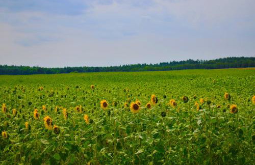 Leśny Zakątek Uroczysko -Apartamenty Nowoczesnej Stodoły - Foto 42