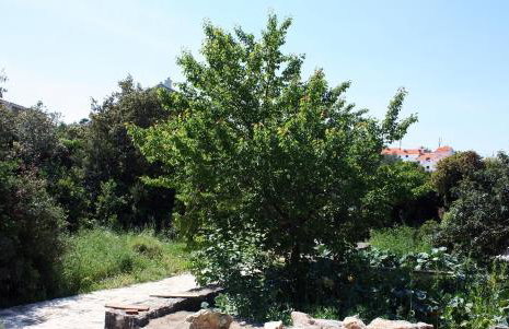 Apartments by the sea Pomena - Mljet - 10426 - Photo 29