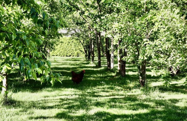 Modern Chalet With Nice Sliding Doors Near Lochem - Foto 21