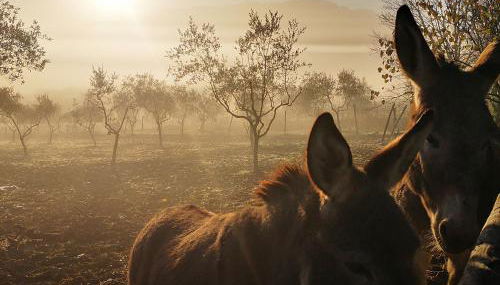 Agriturismo grecinella - Foto 4