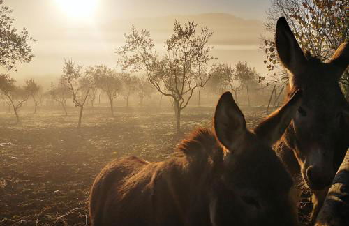Agriturismo Grecinella - Foto 8