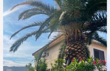 Villa delle palme - Foto 6