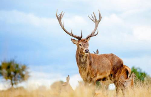 Modern Terrace Apartment in Putney - Pass the Keys - Foto 22