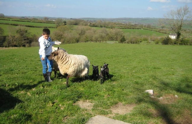 Relaxing Holiday in Millpond Cottage - Cwmiar - Photo 9