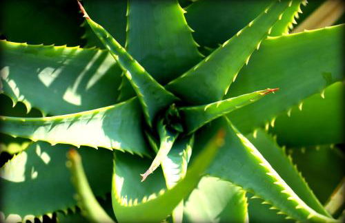 Ca dell'acciuga - Foto 31