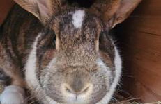 Harzglück - Foto 19