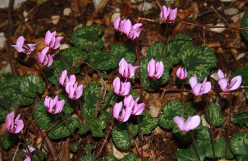 Albergo Diffuso Faller - Foto 71
