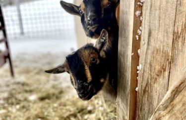 Luxury Farm Stay-Bonds Corner Bungalow-Wolf Pine Hollow - Foto 75