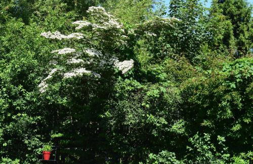 Gite le GINKGO 50 M2 - Foto 32