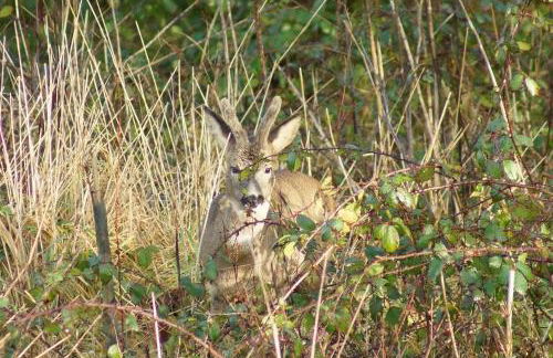 Buzzards Retreat - Foto 23