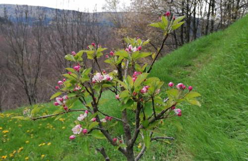 Els Pins d'Abella - Foto 57