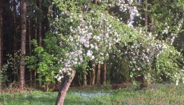 Romantisches Bauernhaus im Dreiländereck D-A-CZ - Foto 4, Garden