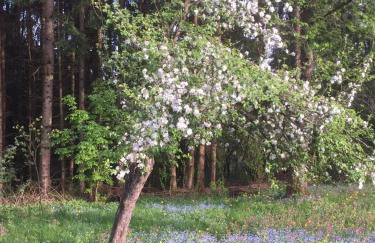 Romantisches Bauernhaus im Dreiländereck D-A-CZ - Foto 4