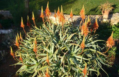 Villa-Agave , by the sea in Porto-Rafti outside Athens - Foto 9