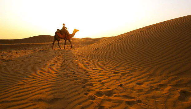 Al Majles Resort Day Pass - Photo 3, Camel walking by the dunes surrounding Al Majles Resort