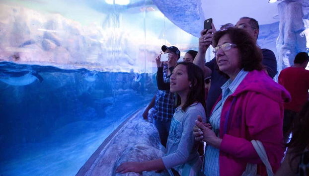 Entrada al Acuario Inbursa + Transporte - Foto 4