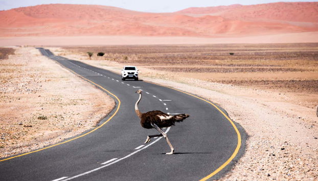 Un avestruz cruzando una carretera del desierto de Namibia