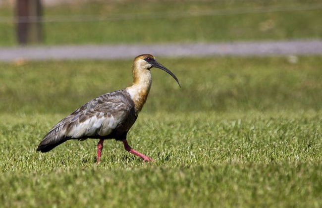 Hotel Acqua Lokos - Foto 37