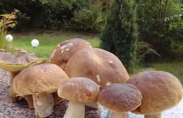 Spreewaldhäuser Golinski mit Kamin am Neuendorfer See - Foto 39