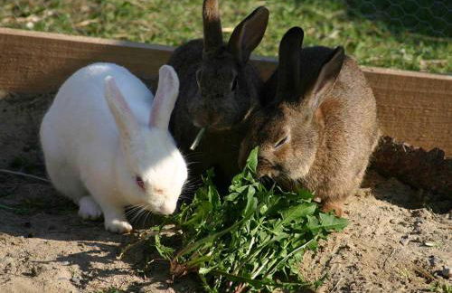 Franzenhof Markhart - Photo 21