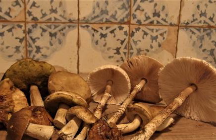 Jałówka - odpocznij na Podlasiu - Foto 21