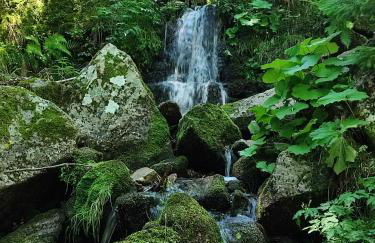 Le marronnier - Foto 13