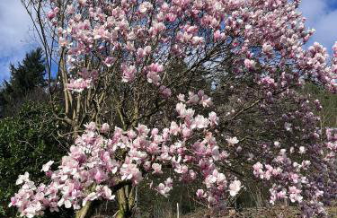 Casa Tilly - Ferienhaus am Wald - Foto 17