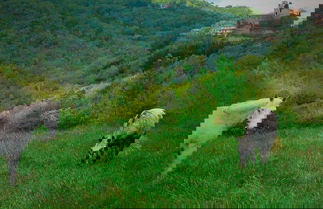 Agriturismo Colli di Travale - Foto 28