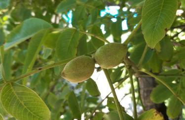 Quintal do Freixo - Country House - Photo 22