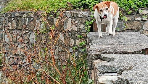 Plan B - Foto 3, pet friendly