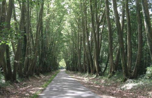 Maison de plain-pied avec parc arboré proche Zoo de Beauval - FR-1-491-335 - Foto 22