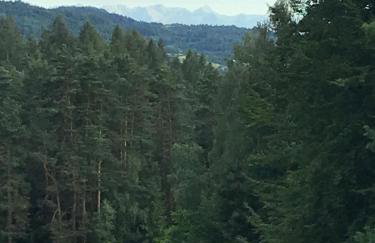 Domek w borówkach - Foto 14