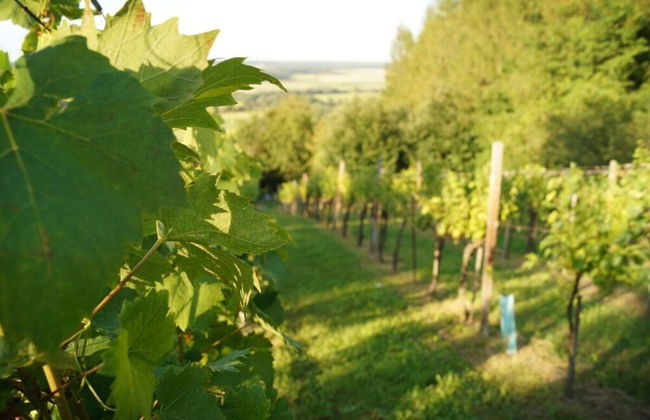 Kellerstockl am Hamerlberg/strem - Foto 30