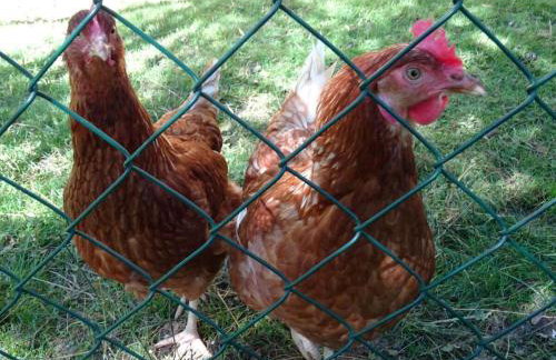 Holiday farm Hohe Drei Zinnen - Foto 2