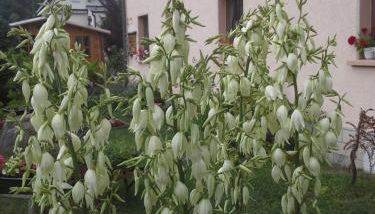 Ferienwohnung Büchsenhof - Photo 3