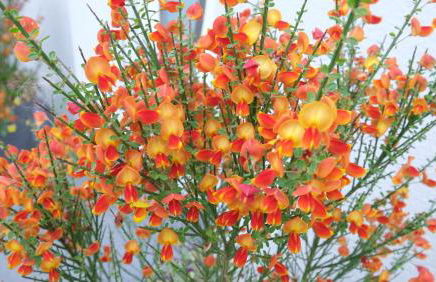 Ferienwohnung Villa Bachfischer - Foto 57