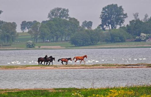 Seeschwalbe - Foto 25