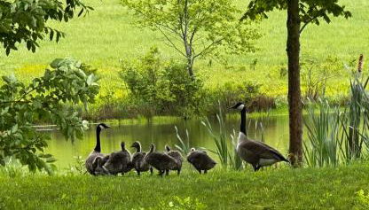 The Farmhouse at Deer Run - Foto 1