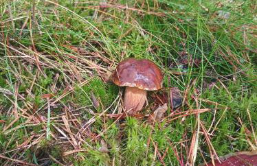 ,,Dom Na Skarpie'' z jacuzzi, sauną i basenem letnim - Foto 43