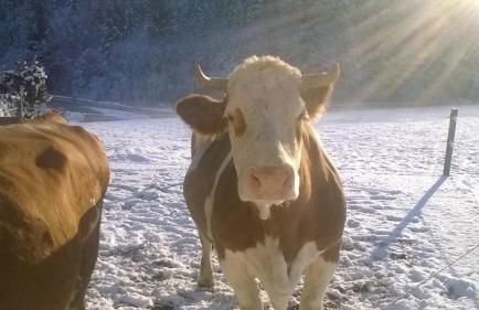 Haus Mitterstang - Foto 15